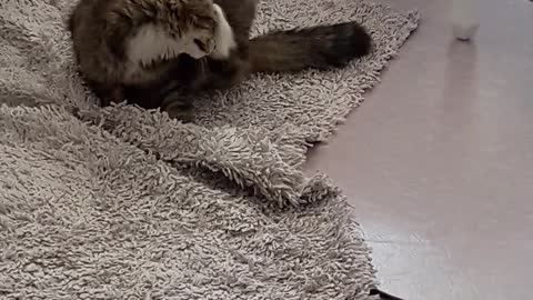 Funny cat sleeping videos in group