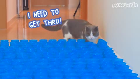 Do Cats Like Ball Pits? | Compilation