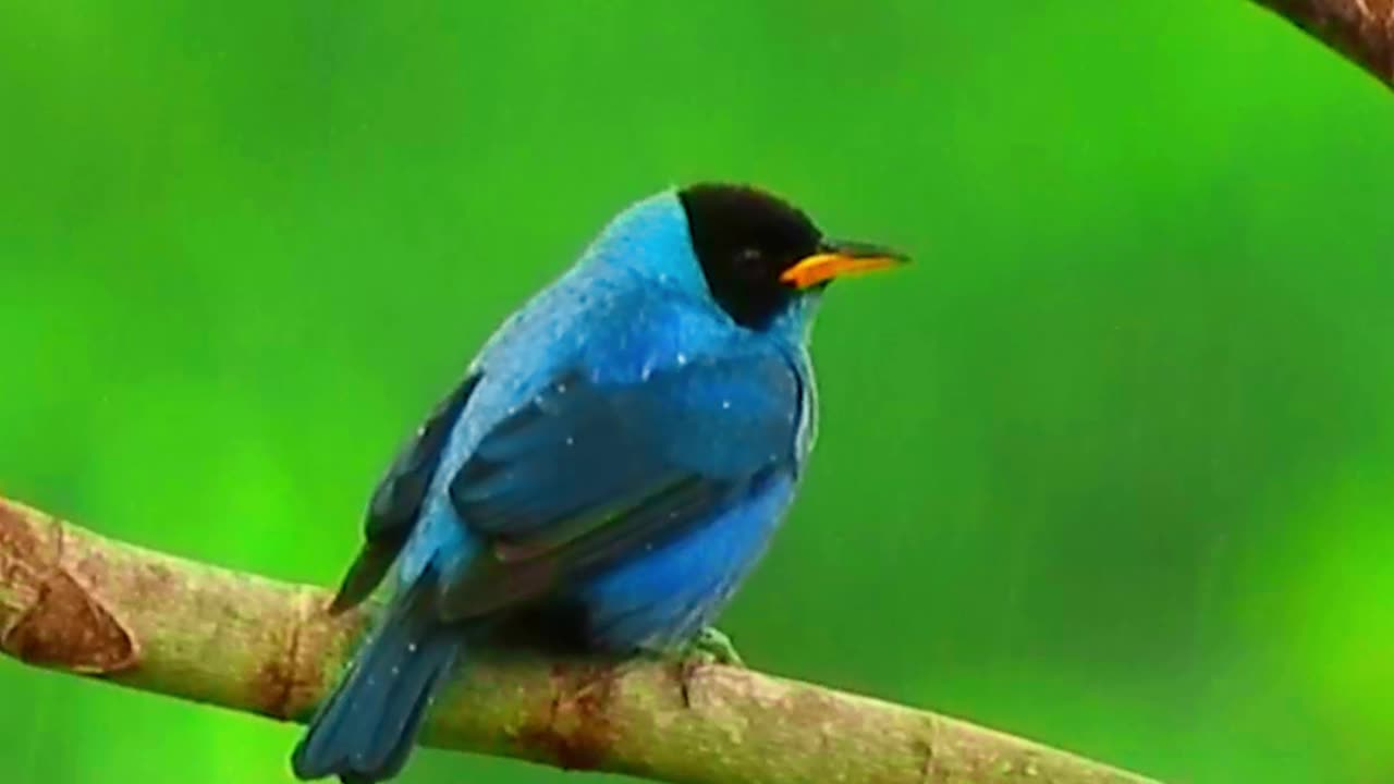 BLUE BIRD | SIALIA MEXICANA | IN 4K