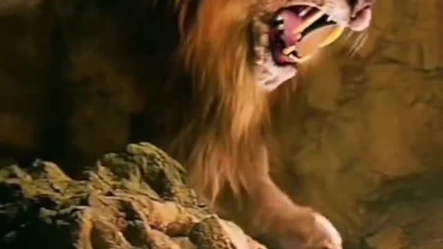 Wild animals zero distance from lions