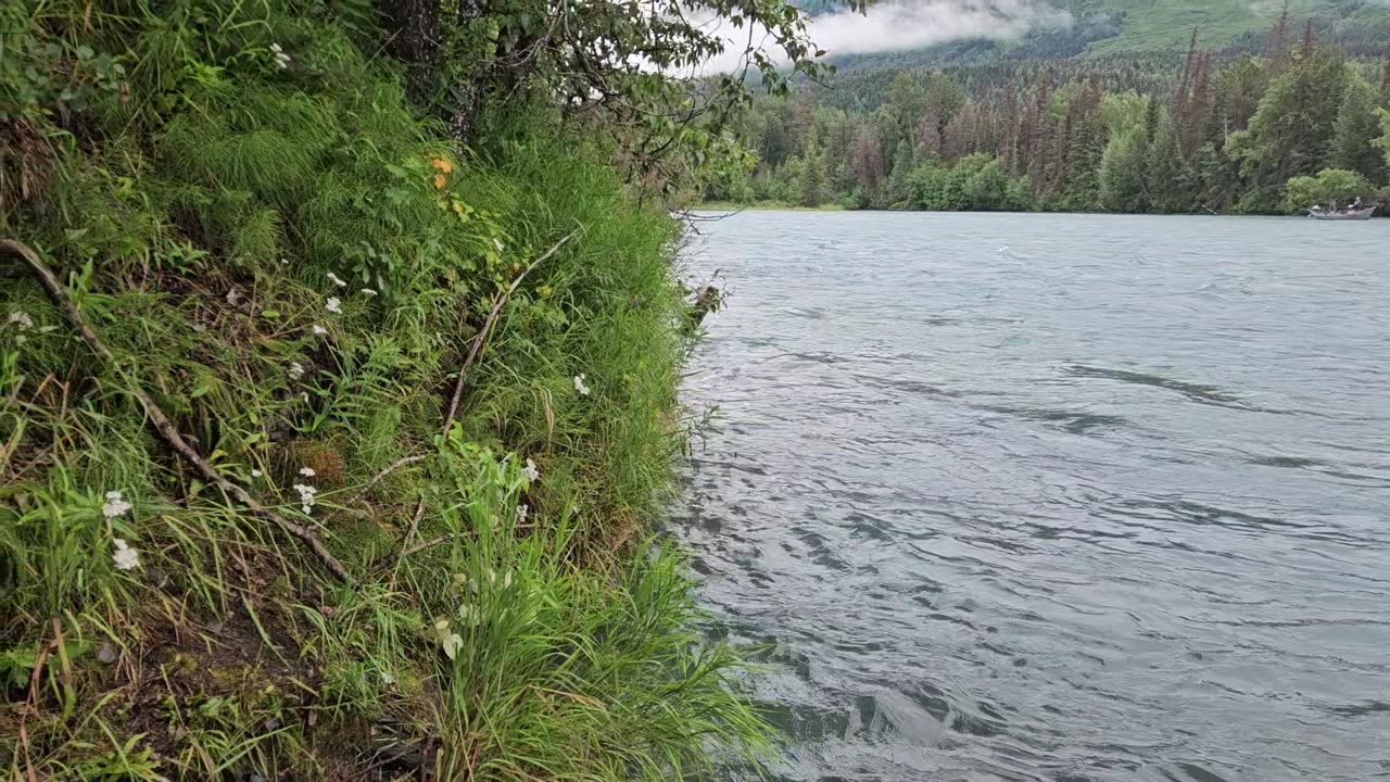 23 July Pee break along the Russian river looking for bear