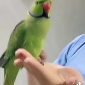 Sexy girl play parrot 🐦 funny