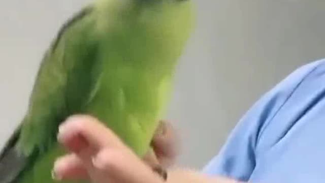 Sexy girl play parrot 🐦 funny