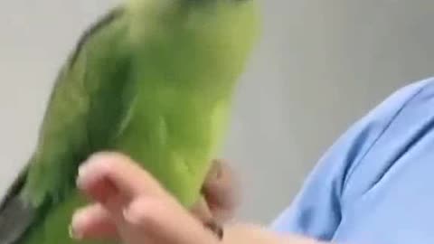 Sexy girl play parrot 🐦 funny