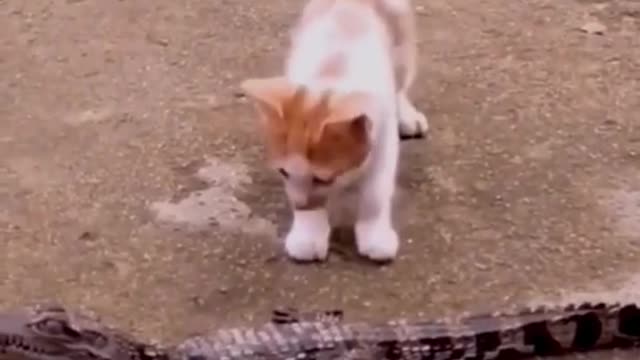 Funny cute cat pet