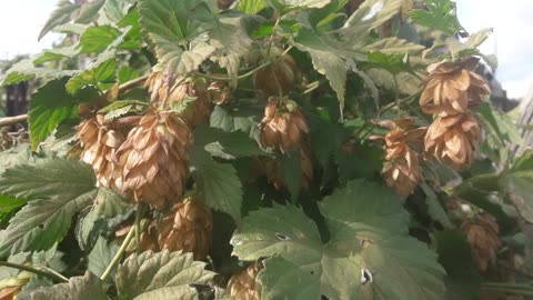 Wild hops