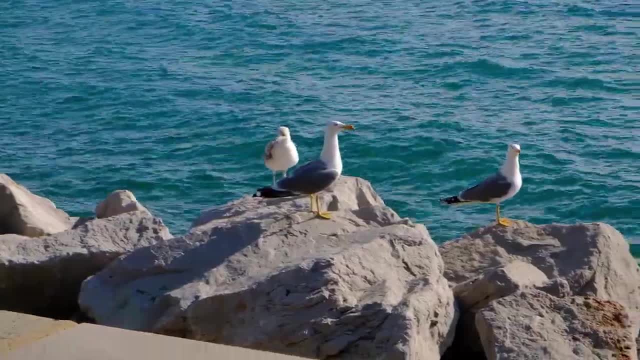 LUNGOMARE DI BARCOLA TRIESTE