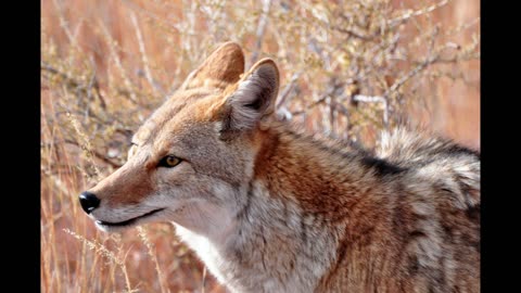 My Coyote Death ... (from 11/1/2016)