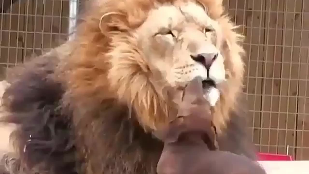 "Rare shots! The lion and the pet dog turned out to be best friends! "