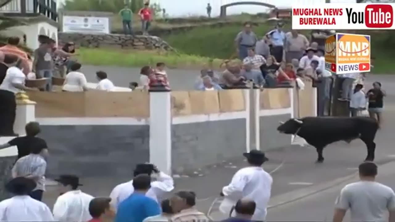 Dangerous Bull Fight