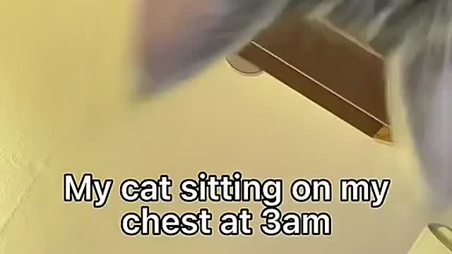 Every cat owner