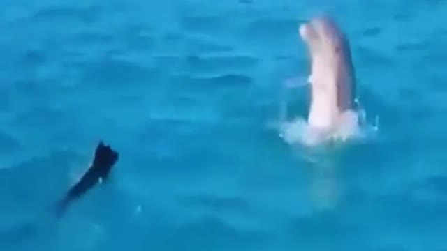 Happy dolphin playing with small dog. Very cute animals