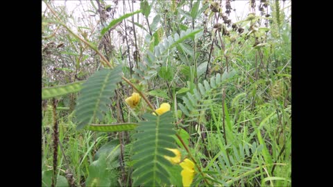 Midsummer Happiness Partridge Pea Sept 2021