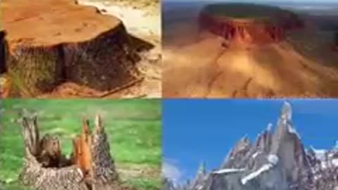 Where did all the TREES go?