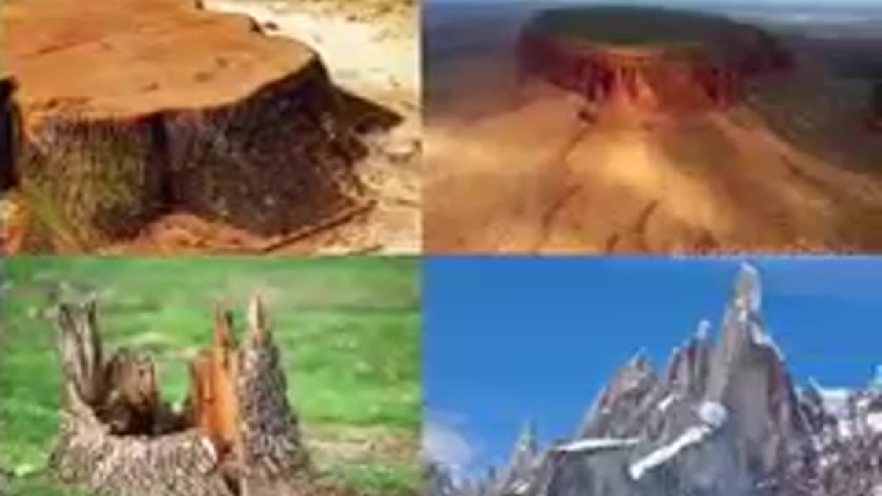 Where did all the TREES go?