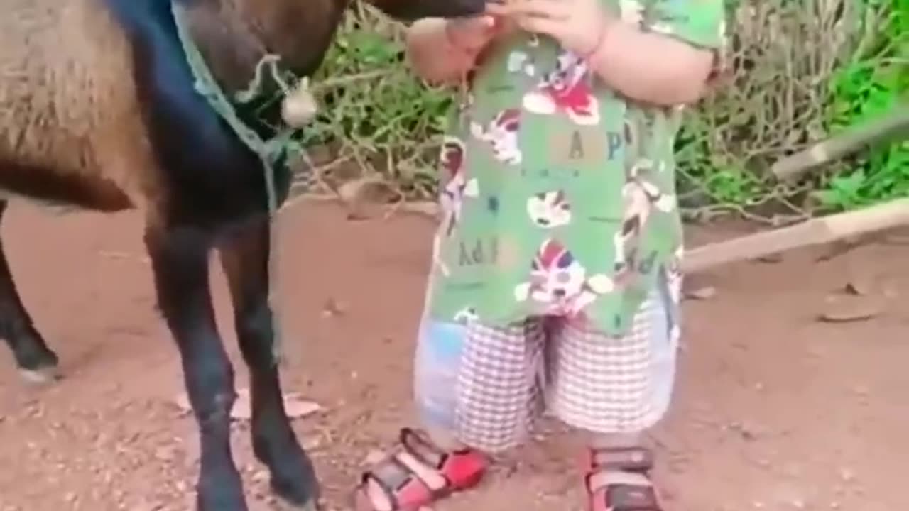 Funny video goat and child.. 🐐🐐🐐😆😂