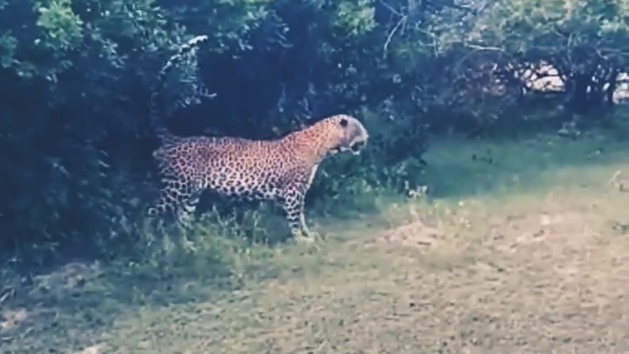 A rare leopard #short