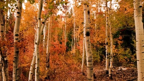 Beautiful Forest 😍