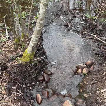 Nature's Original Music 1