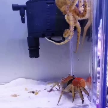 Squid VS Crab