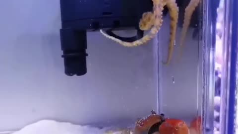 Squid VS Crab