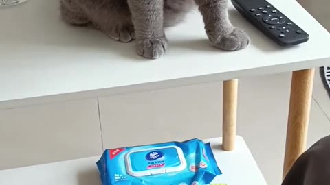 Funny Video