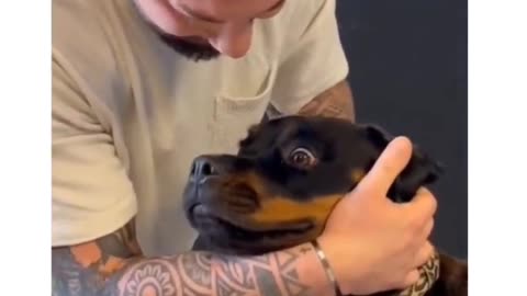 Chiropractor resets a dog's neck and the dog remain speechless 😂