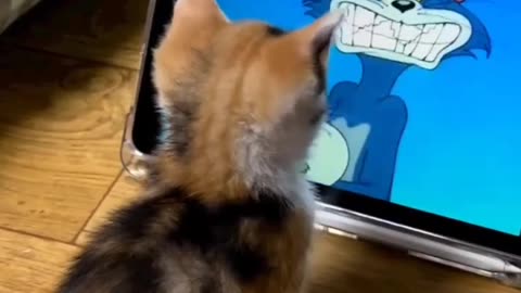 Cat video