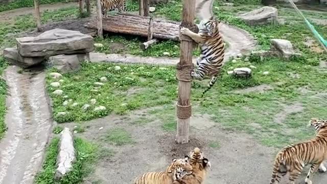 Tigers can't climb trees