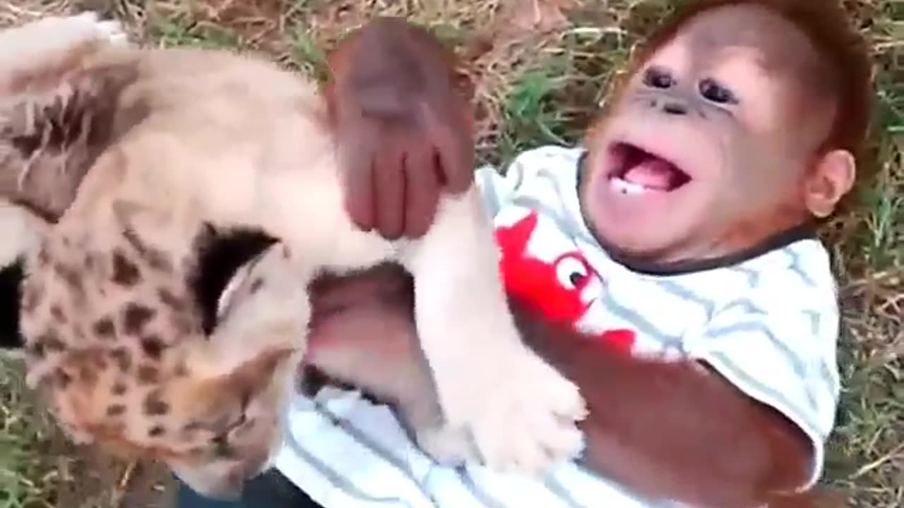 Tiger and monkey playing together