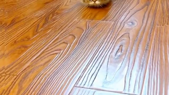Mini kitten will bright your day with smile