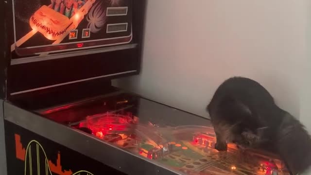 Maine Coon Kitten Wants to Help with Pinball Game
