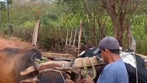 CARRO DE BOI | RAIZES DO REI | BRASIL BR