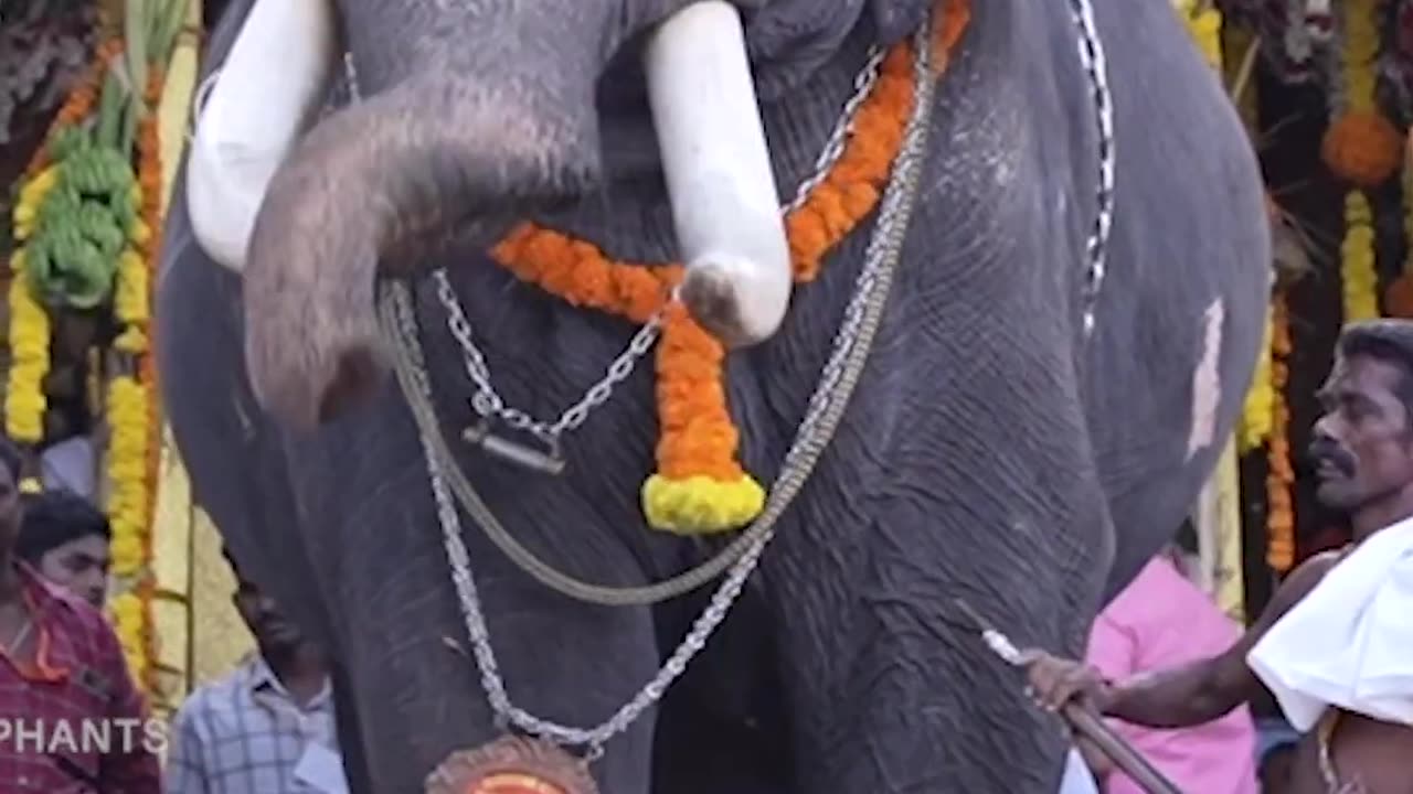 ചിങ്ങം ഒന്നിന് നമ്മളിൽ നിന്ന് വിട പറഞ്ഞ പഞ്ചമത്തിൽ ദ്രോണയുടെ ഓർമ്മകൾക്ക് മുന്നിൽ പ്രണാമം.