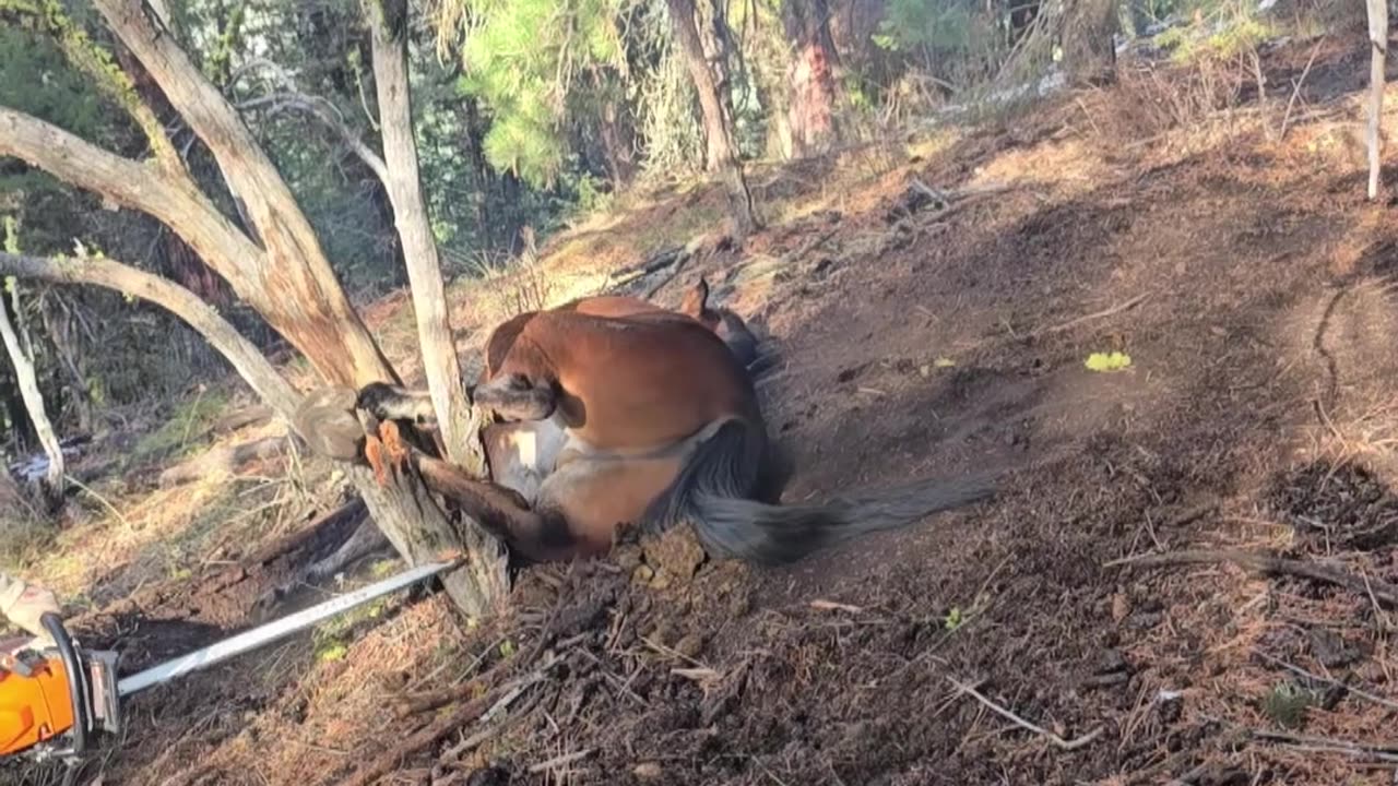 Hunters Rescue a Wild Horse