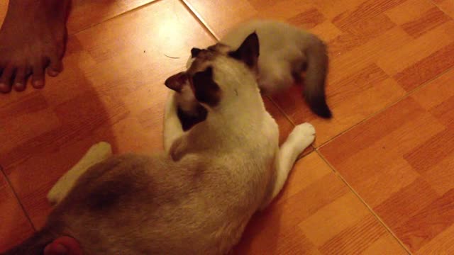 Cute Cat Plays with its Mother Cat!