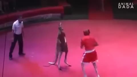 Kangaroo fights human- Entertainment