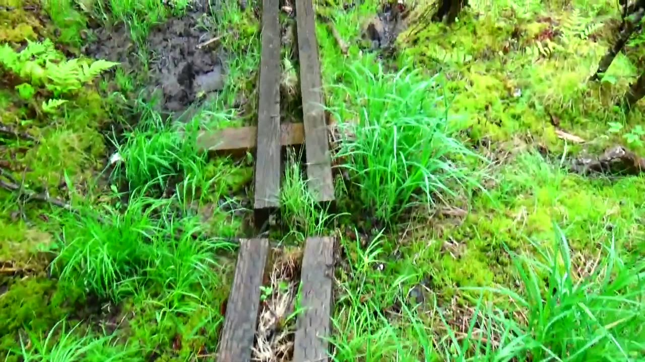 Bog Bridge