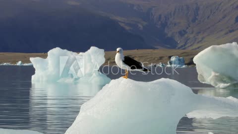 NASA Shows World's Largest Iceberg Heading To Its Doom