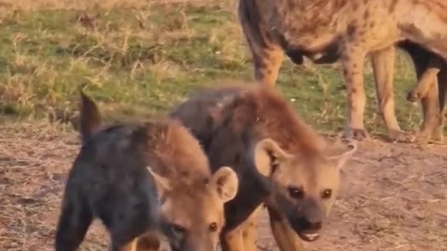 Wild animals zero distance hyena animals