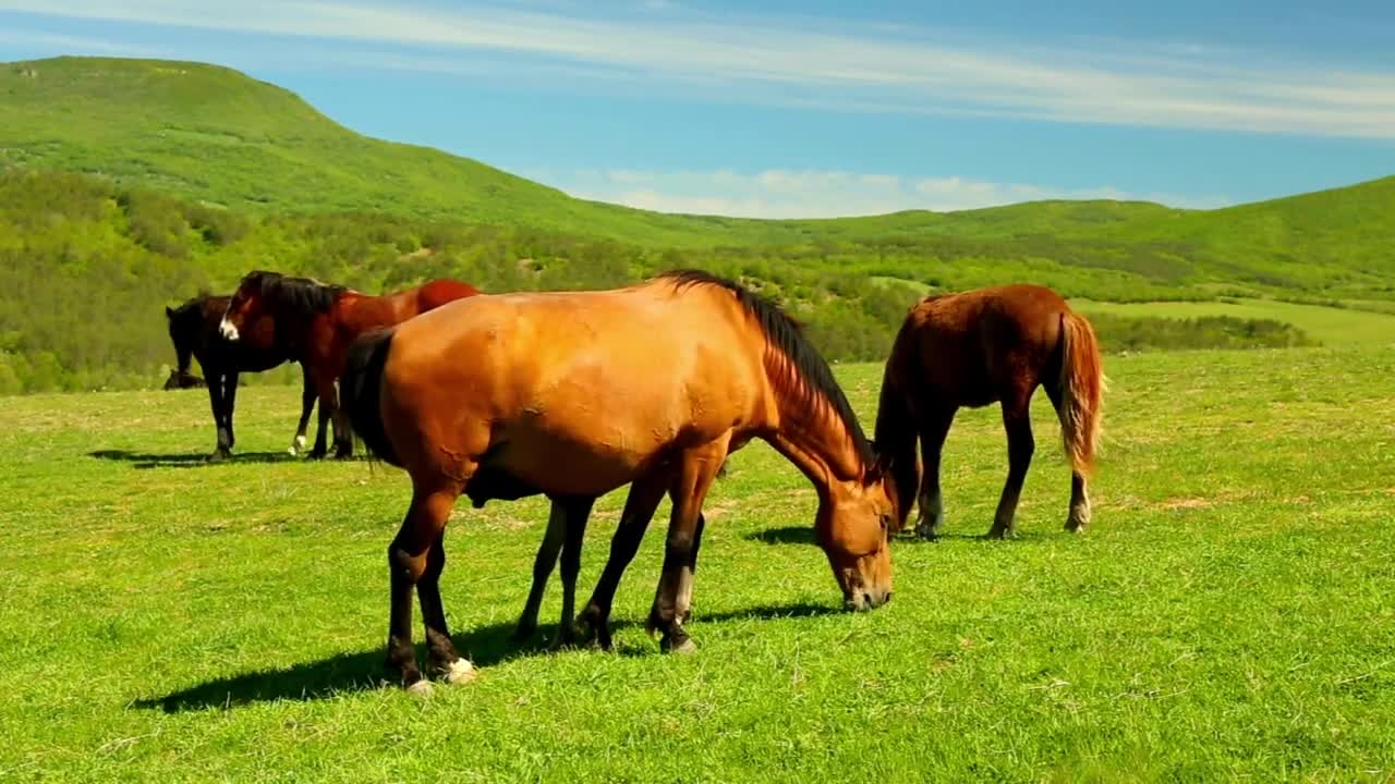 5 MINUTES of BEAUTIFUL THOROUGHBRED HORSES