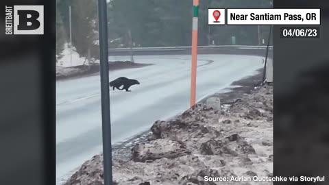 RARE ANIMAL SIGHTING — “Threatened" Wolverine Captured on Video in Oregon