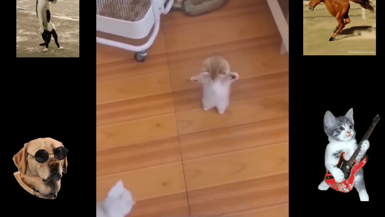 Funny Animals video🐱🤣😂 comedy video🤣🐶