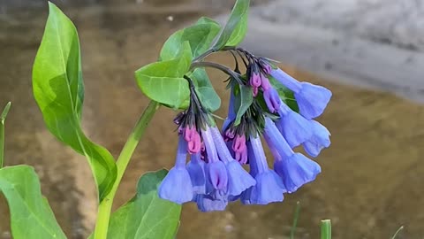 A Bluebell Wildflower Blooming on the Bank of a Stream