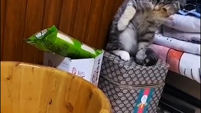 Curious Cats Collection