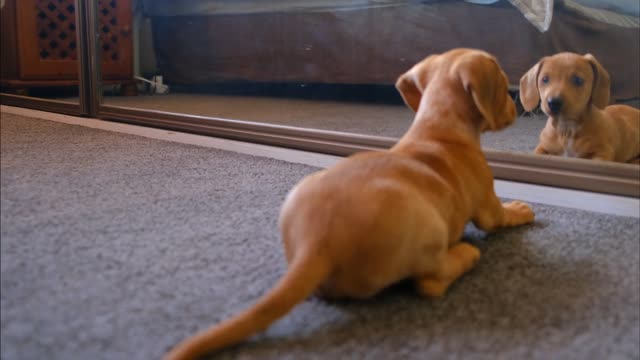 The dog is screaming when he sees himself in the mirror