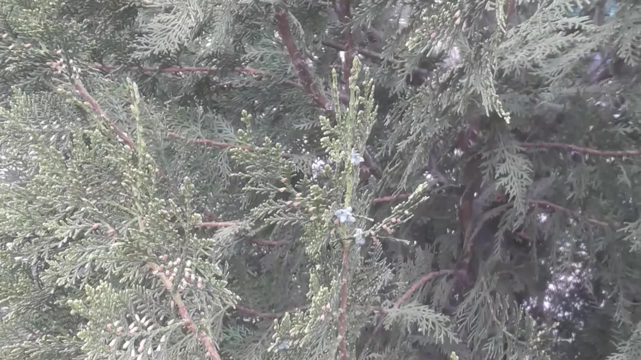 Cypress flowers