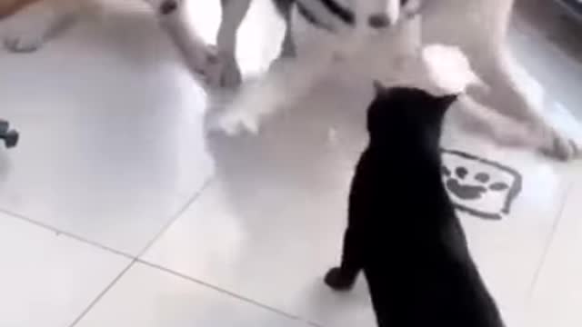 Cat vs Husky.. wait for the end😂