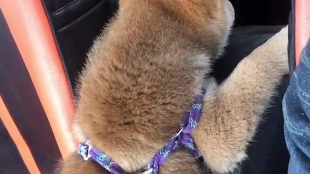 cute dog behavior part3