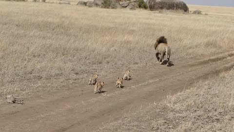 Dad lion